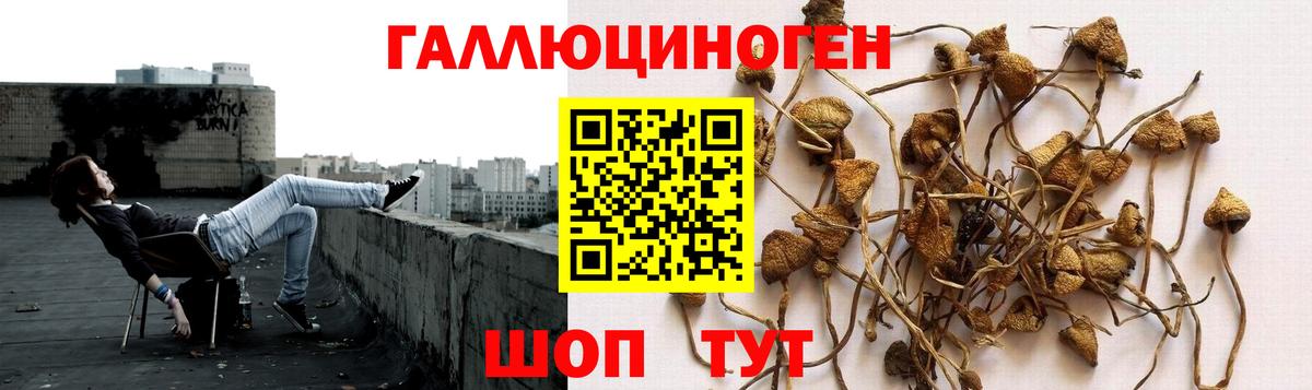 Псилоцибиновые грибы Psilocybine cubensis Дальнегорск
